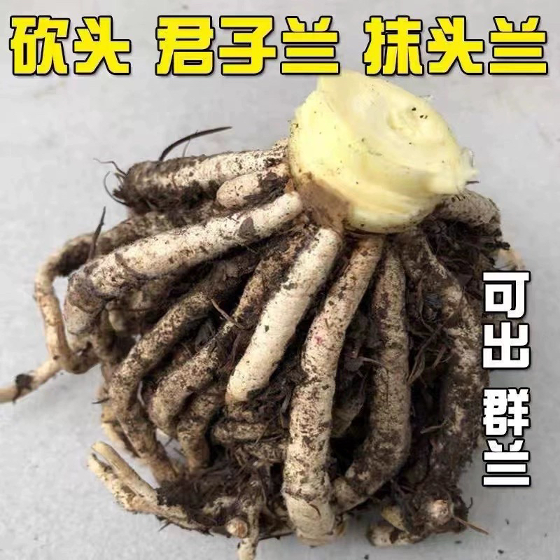 长春盛博君子兰磨头兰磨头花根