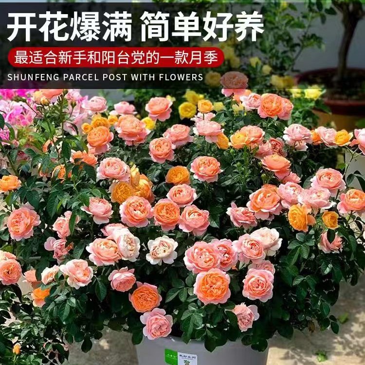 2加仑大盆欧月季花蔷薇藤本爬藤花卉盆栽玫瑰蒂娜庭院