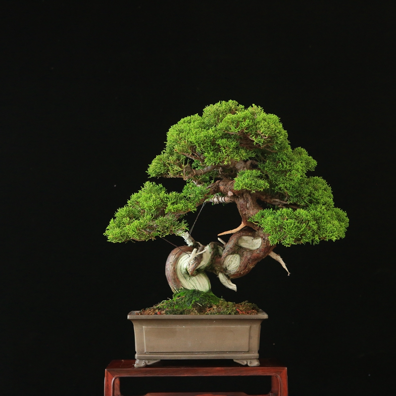 系渔川真柏盆景盆栽 