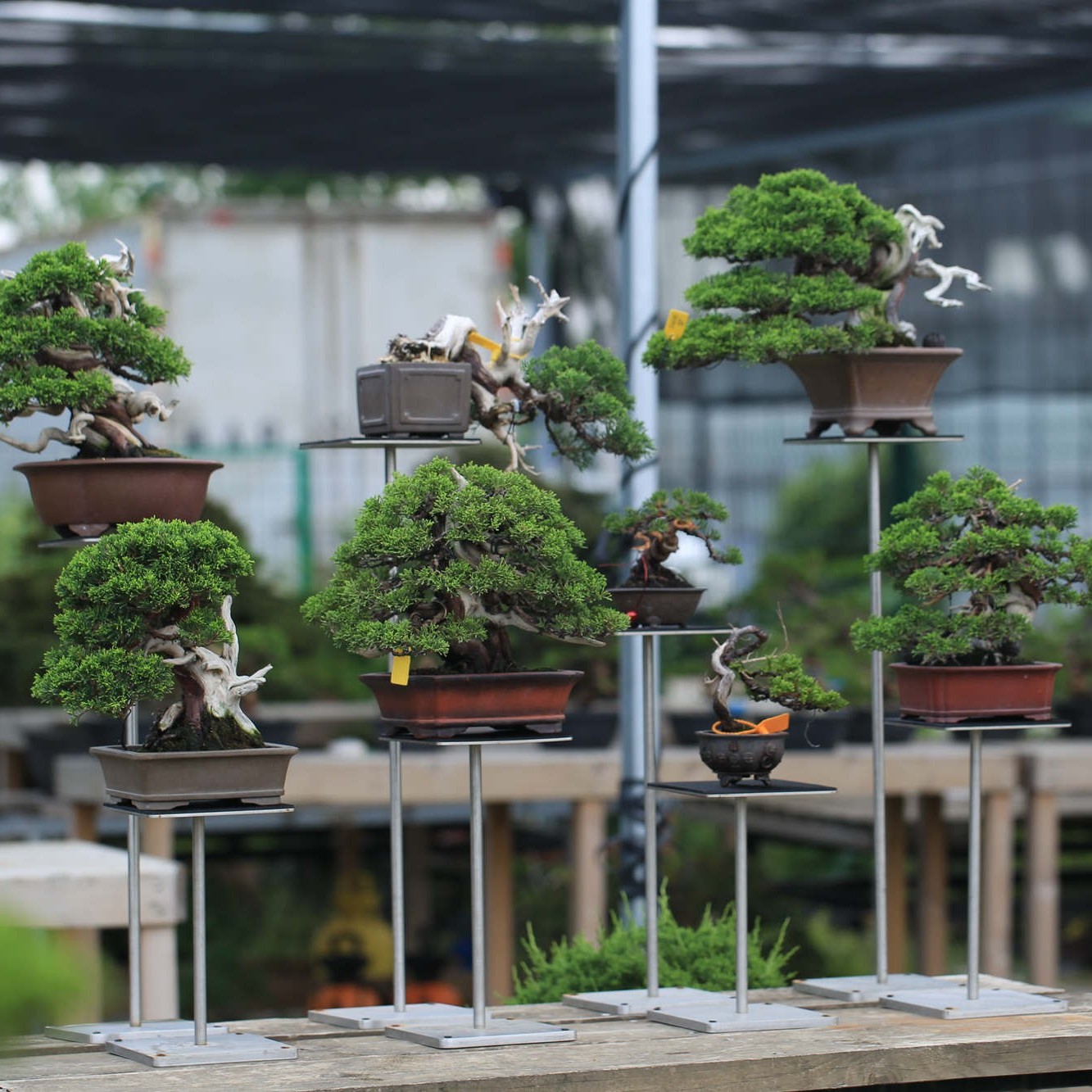 盆景户外专用不锈钢花架工字架