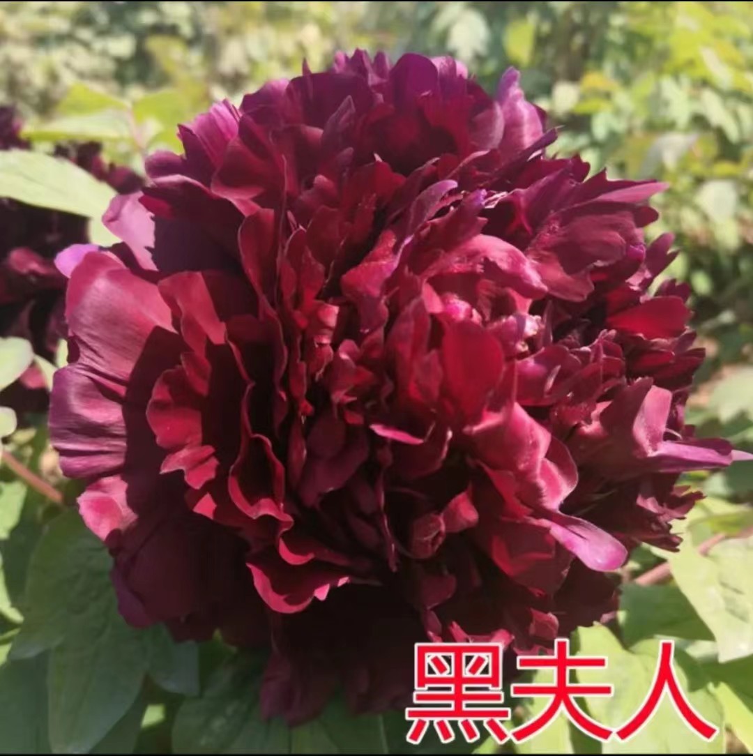 牡丹独干《黑夫人》先发肥料 秋季发苗一物一拍链接