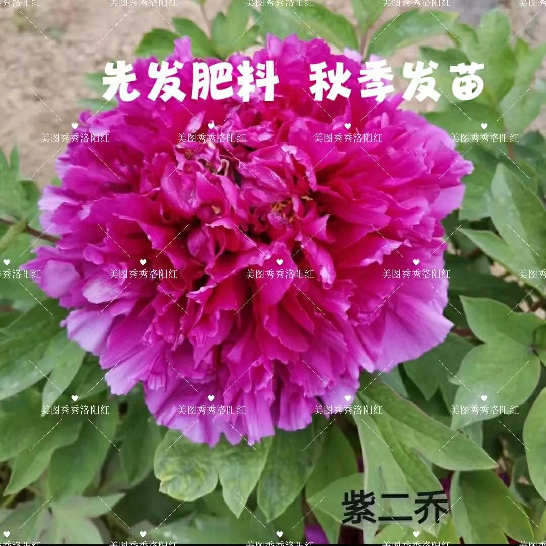 牡丹《洛阳红 》先发肥料秋季发苗