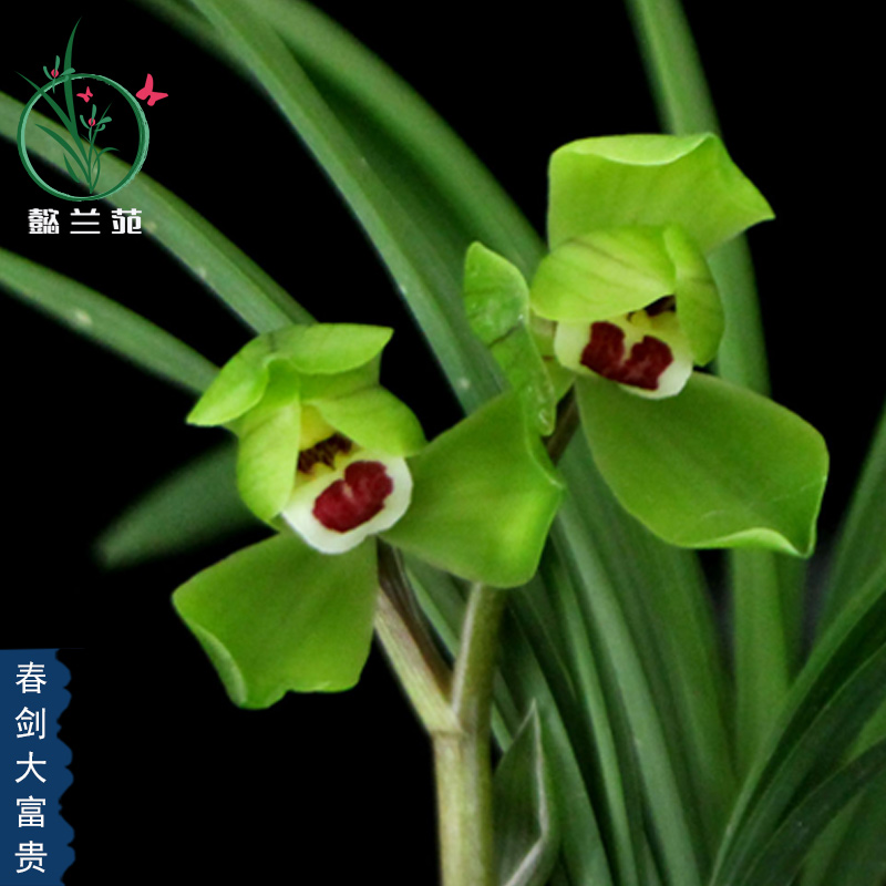 德芳兰花苗春兰带花苞春剑大富贵室内阳台浓香型四季花卉植物盆栽