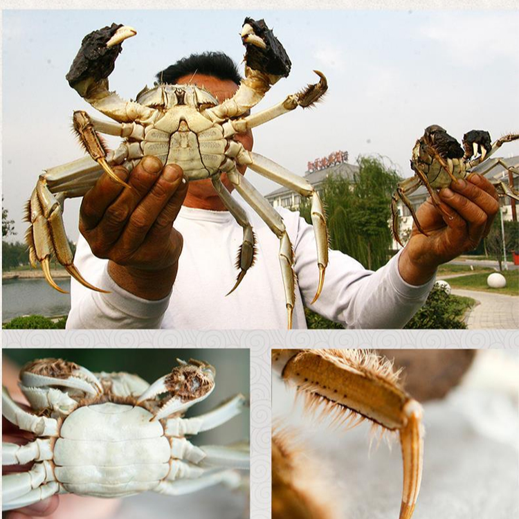 【活蟹现发】买10只送2只（母1.7-2两公2.1-2.4两）不捆扎偶有掉爪