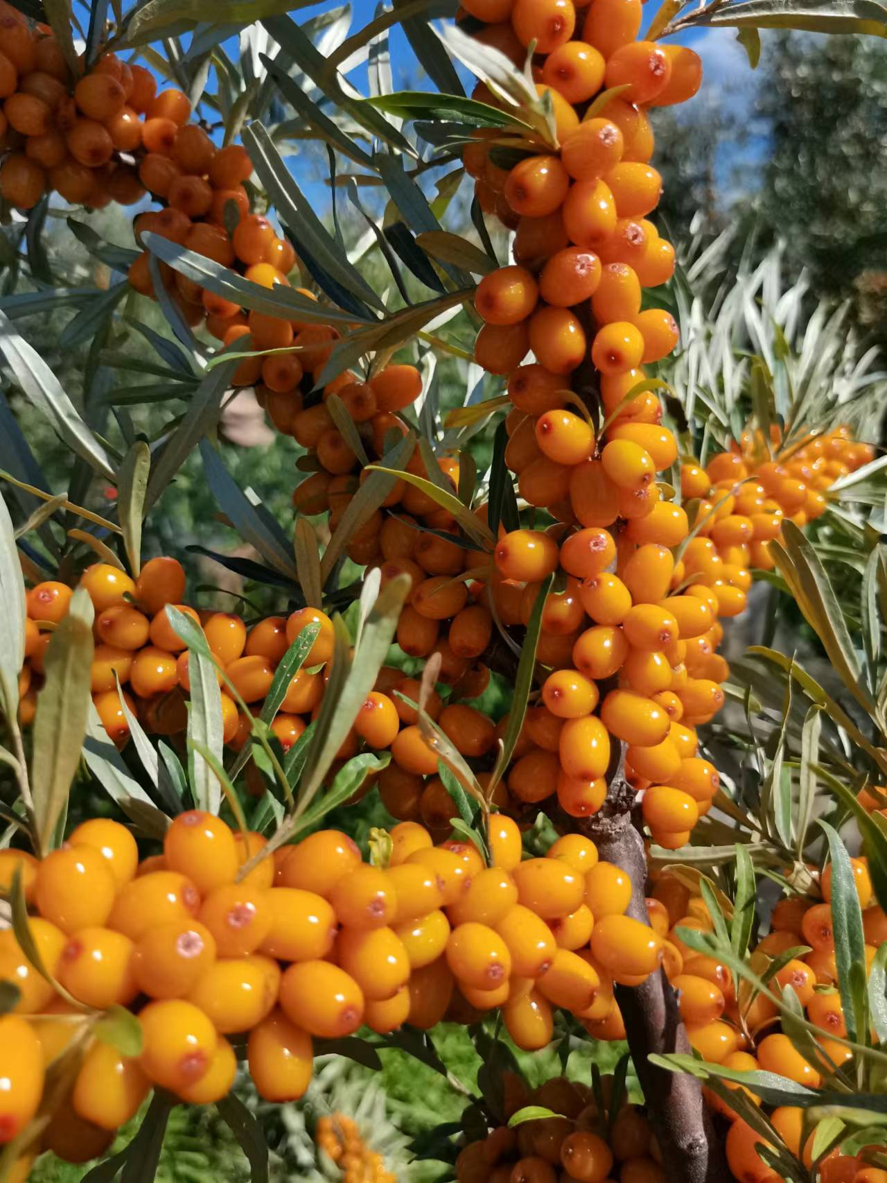 黑龙江省大兴安岭小果沙棘鲜果榨汁