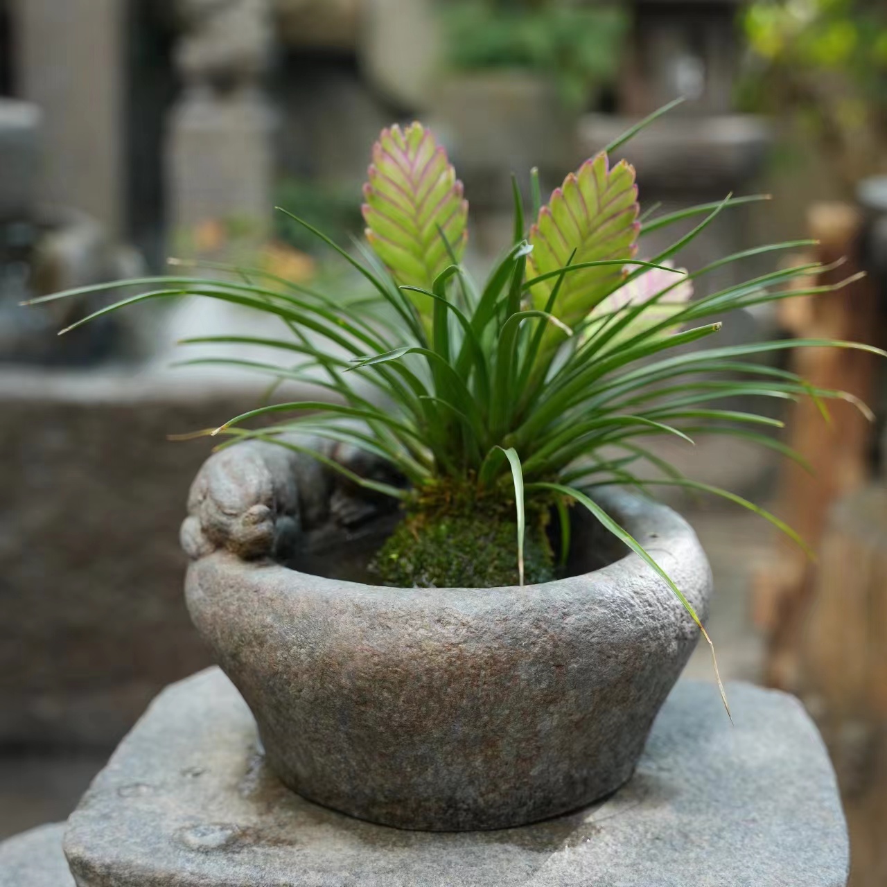 水磨坊貔貅花盆摆件桌面花器装饰绿植造景客厅玄关阳台花园布置