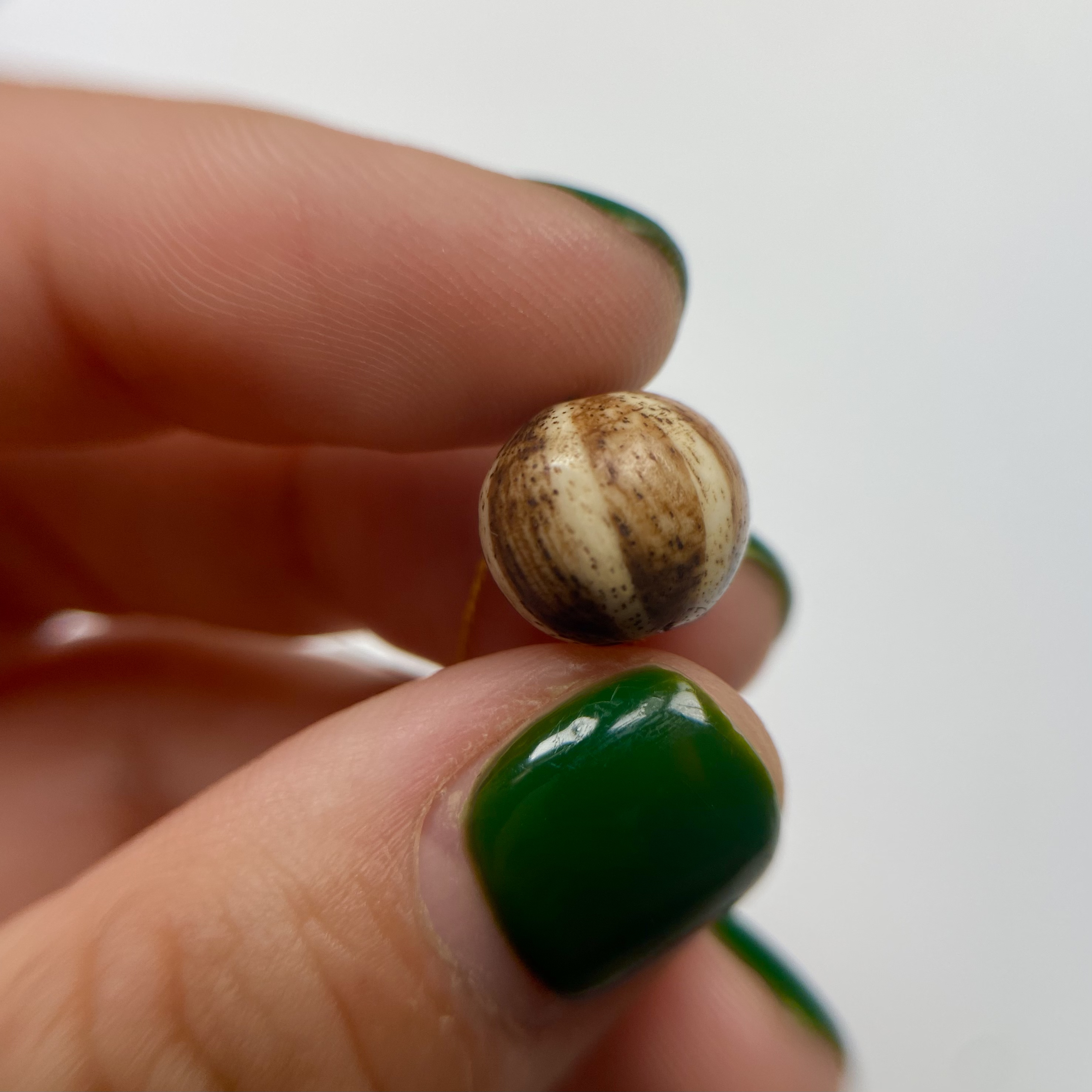 一代邦提克瓜珠珠