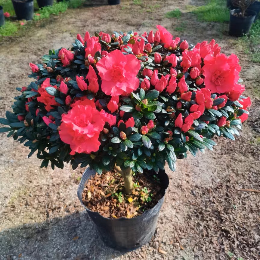 盆栽花卉植物室内客厅花棒棒糖大颗老桩四季开花好养杜鹃花易活