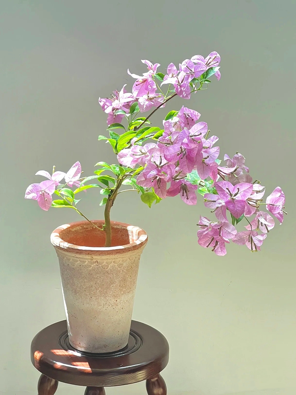 原盆原土带花发货三角梅直播四季开花室外可养爬藤鲜花植物盆栽花