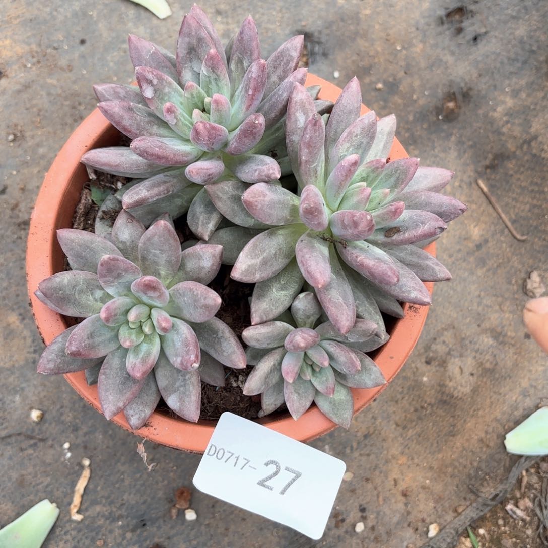 071727红蜻蜓同温层