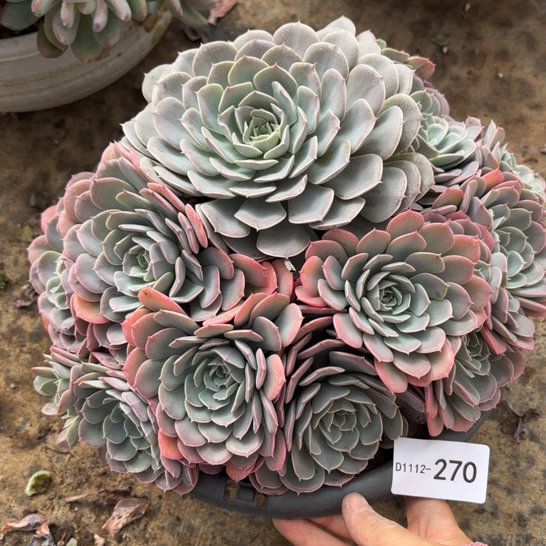 同温层多肉天赐270