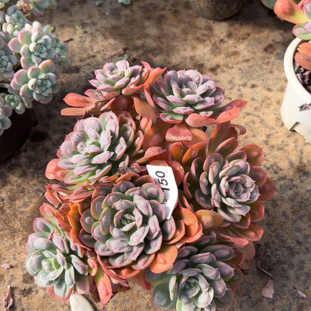 150雨滴同温层多肉