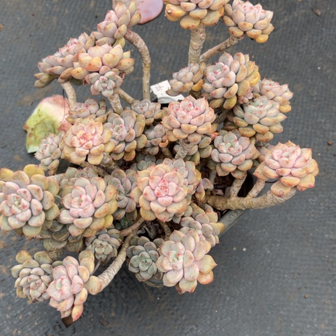 【闪购商品】一**秋粉布偶