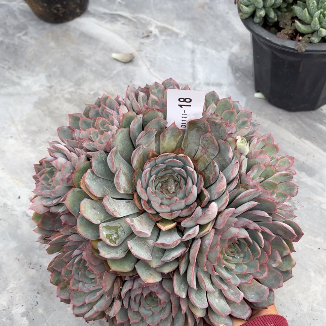 同温层多肉猎户座18