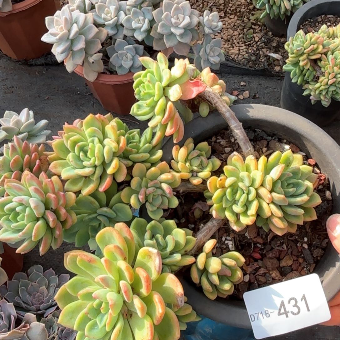 同温层多肉芬达431