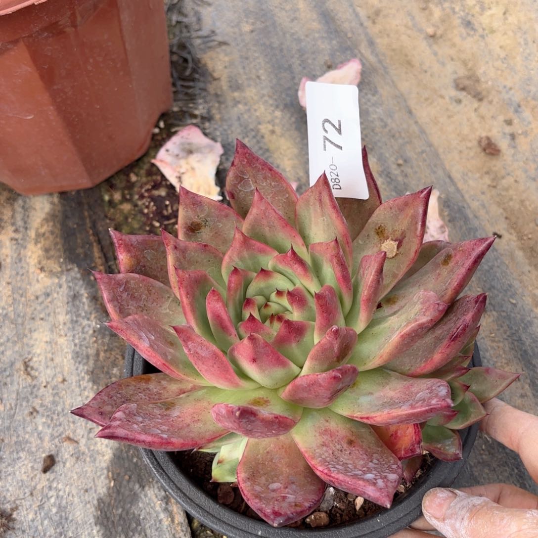 2072壮壮同温层花卉