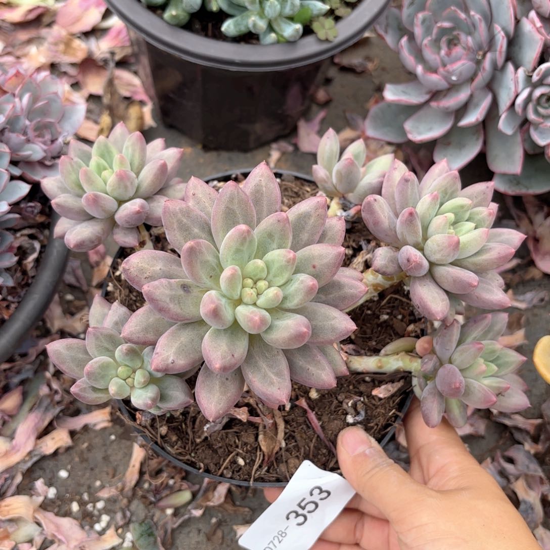 同温层多肉红蜻蜓353