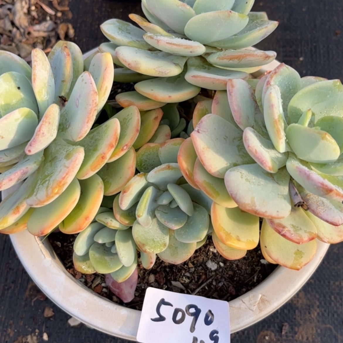 【闪购商品】雅白月光