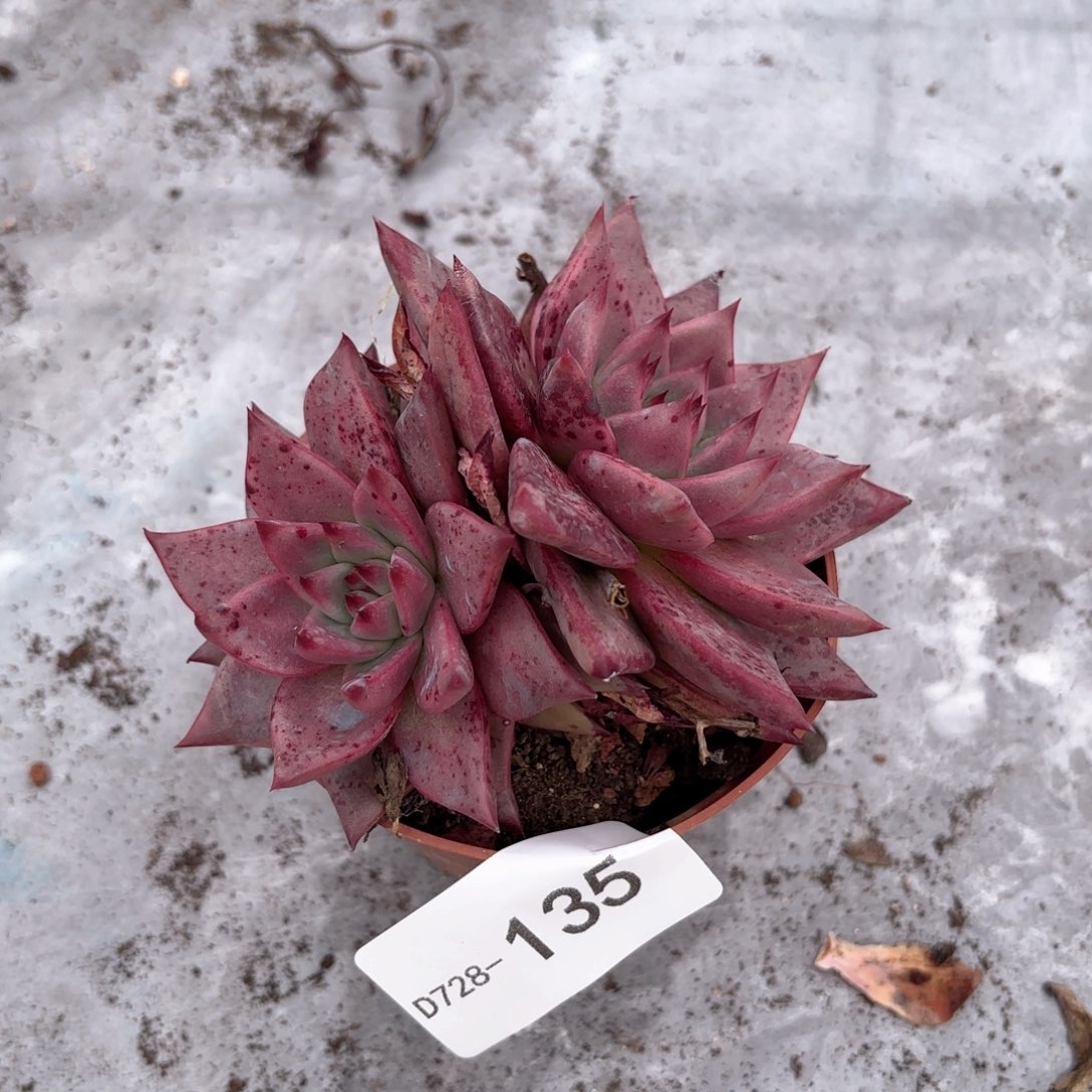 同温层多肉血罗135