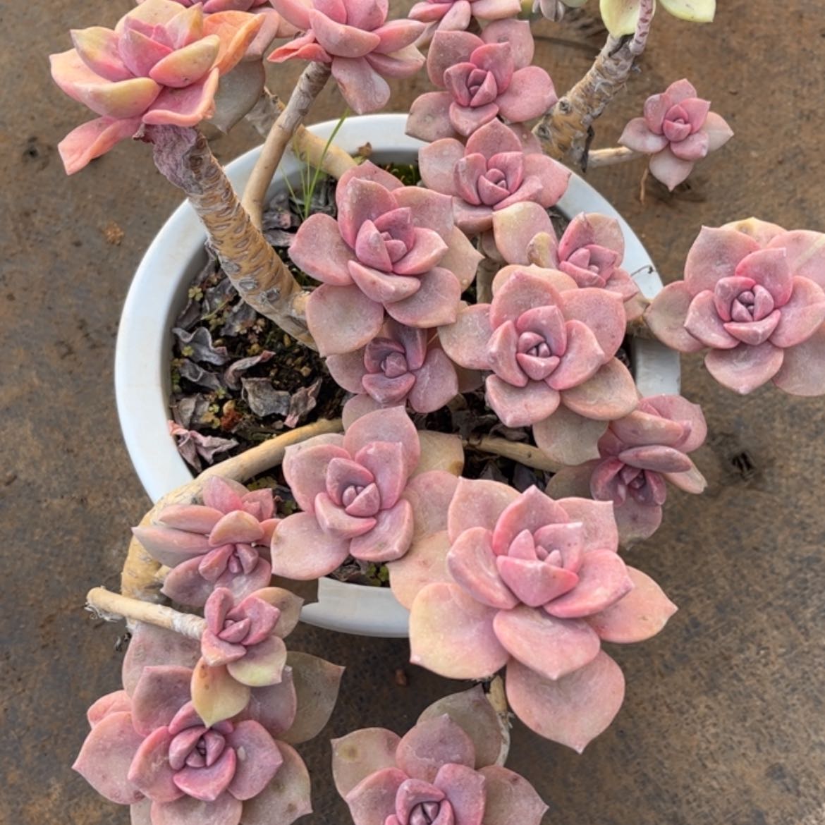 【闪购商品】我****使彩虹糖