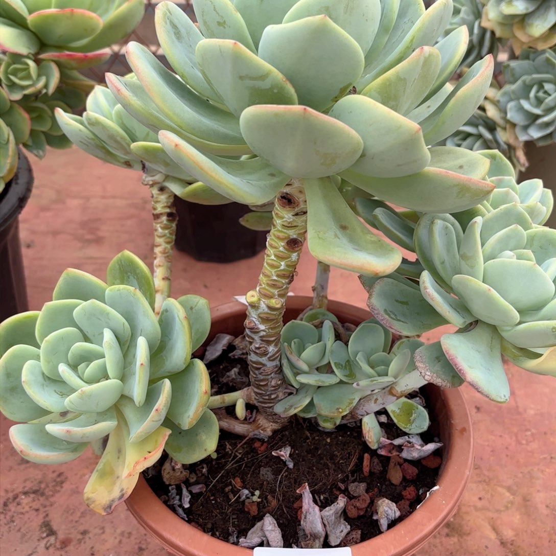 19215白月光同温层花卉