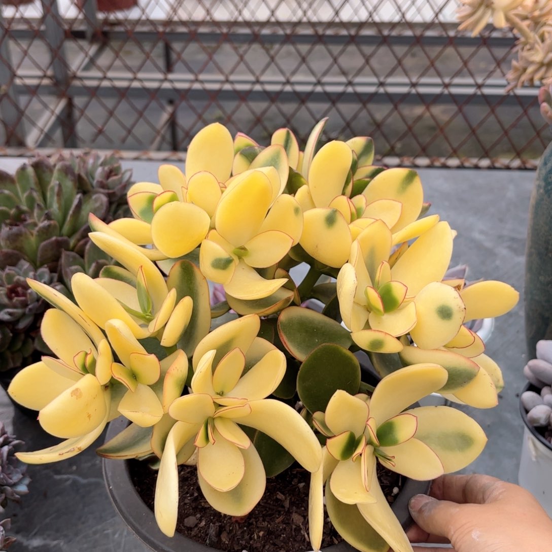 同温层多肉新花月锦193