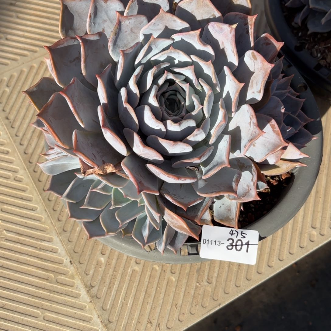 同温层多肉露西娜475