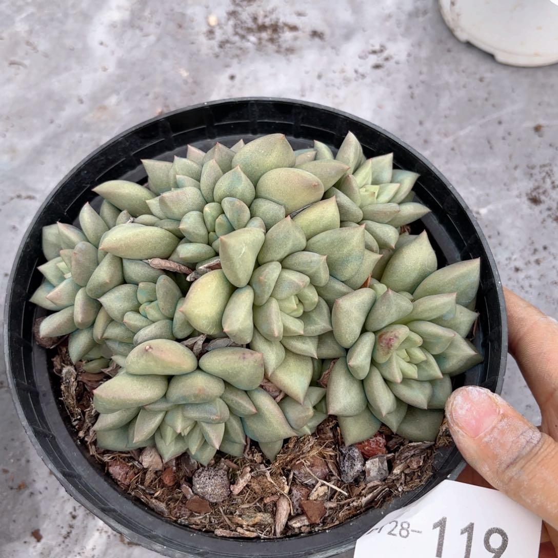 同温层多肉象牙119