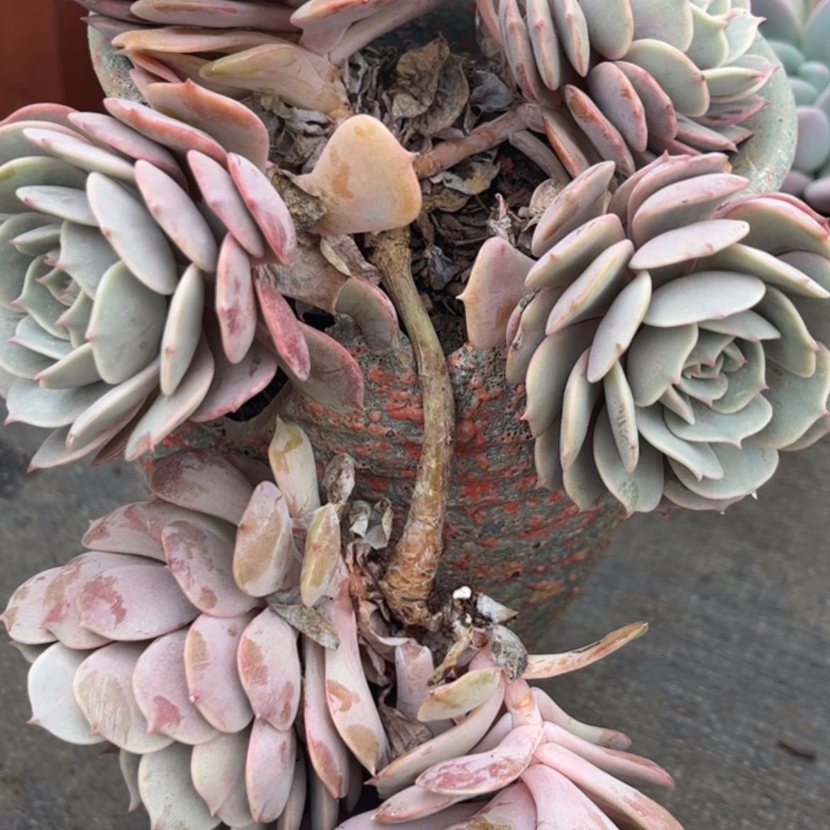 【闪购商品】?*粉蝶