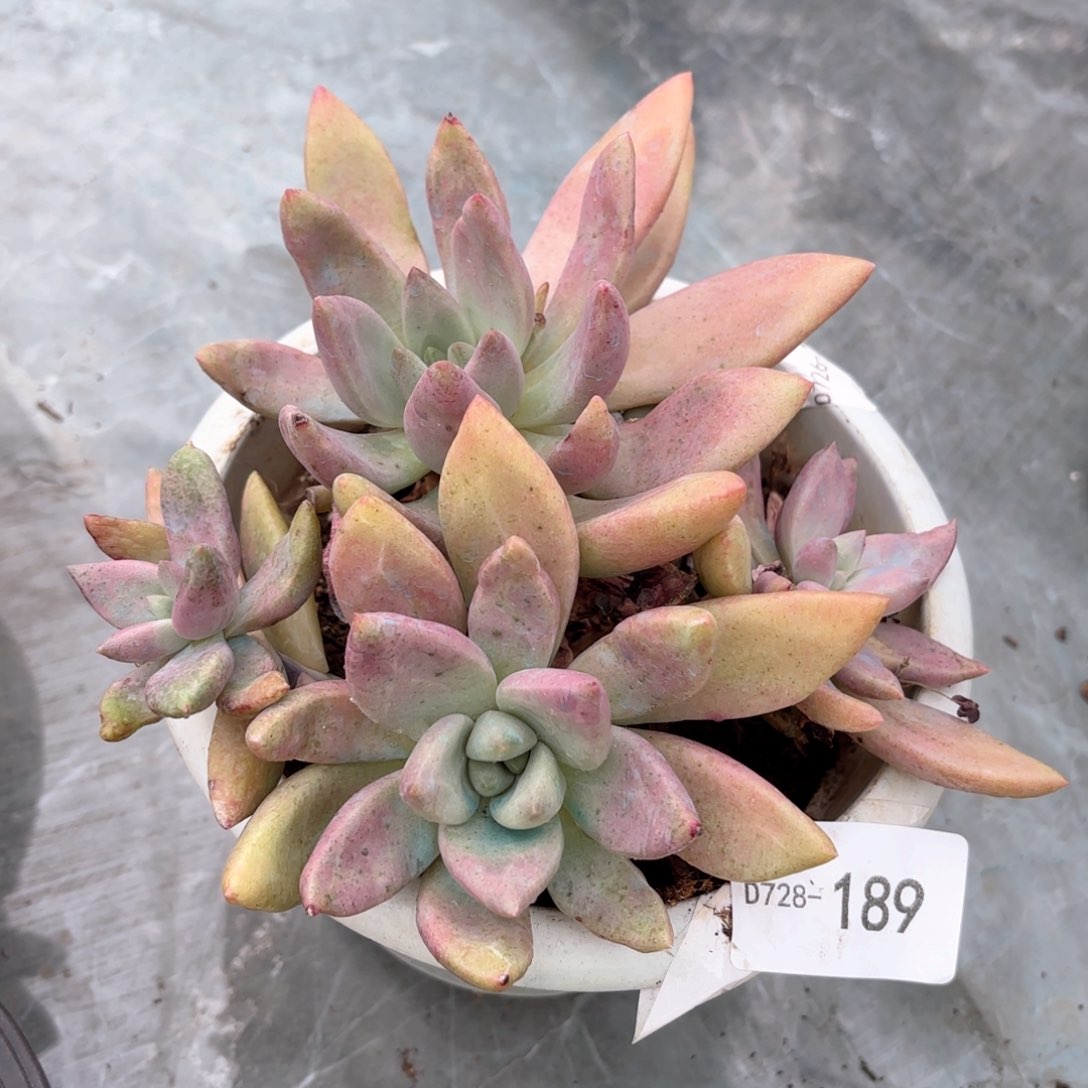 同温层多肉桃花源189