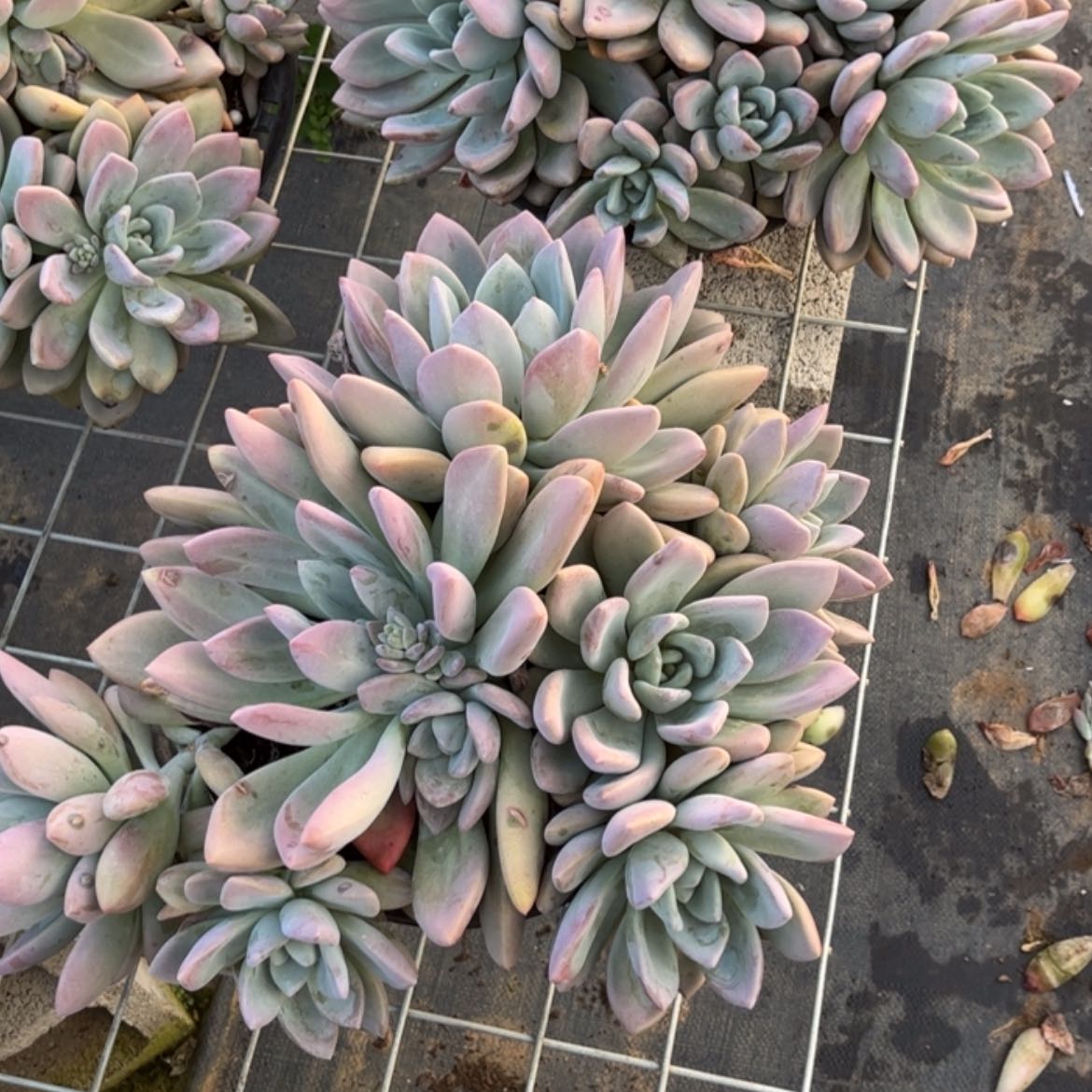 【闪购商品】帅*妈奥普2