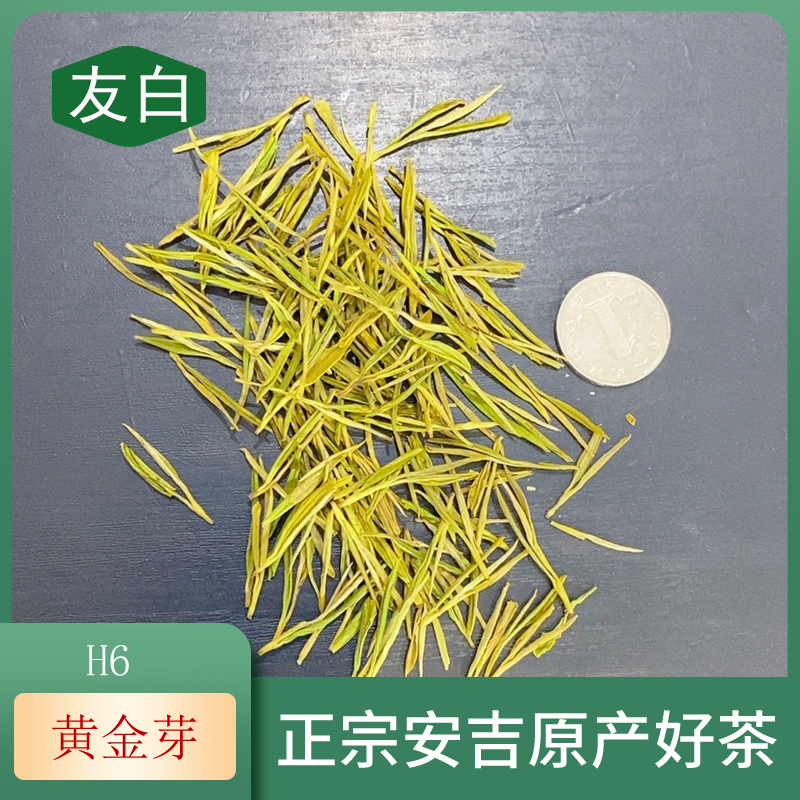 【H6友白黄金芽 豆香味】2025年采摘新茶,正宗安吉原产