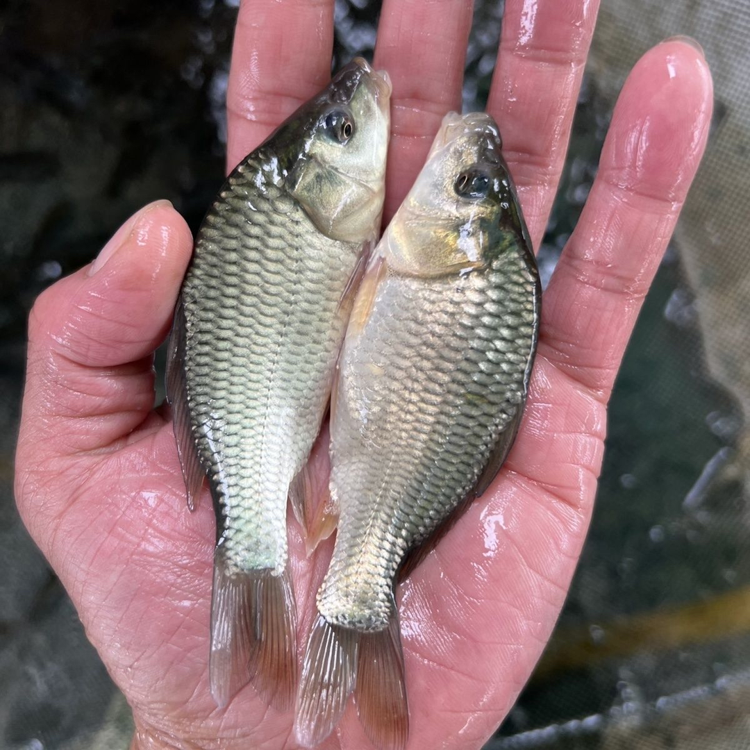 鲤鱼苗1-6公分鲤鱼鱼苗鲫鱼苗中科五号鲫鱼活体饲料鱼优质鲤鱼苗