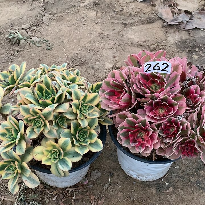 262星爆➕女巫绣球多肉植物