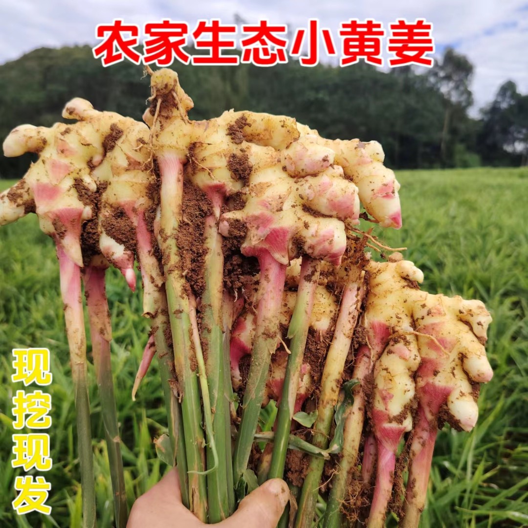 云南小黄姜嫩姜现货醋泡姜咸菜姜仔姜现挖精选生姜原产地批发1-9