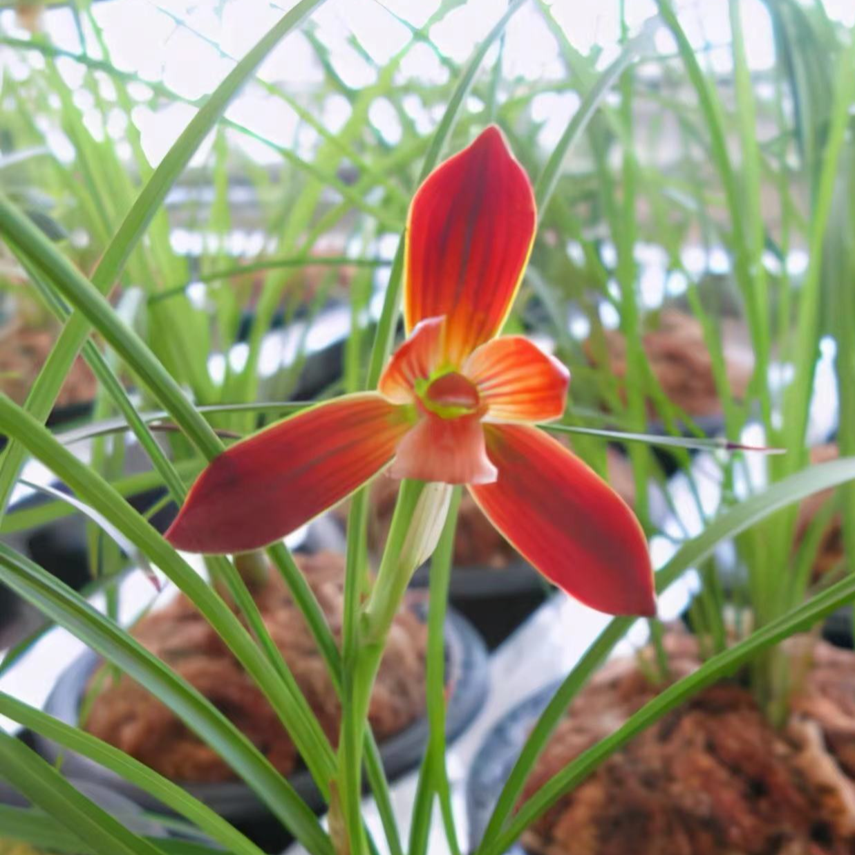 自然养殖 豆瓣红河红 单苗