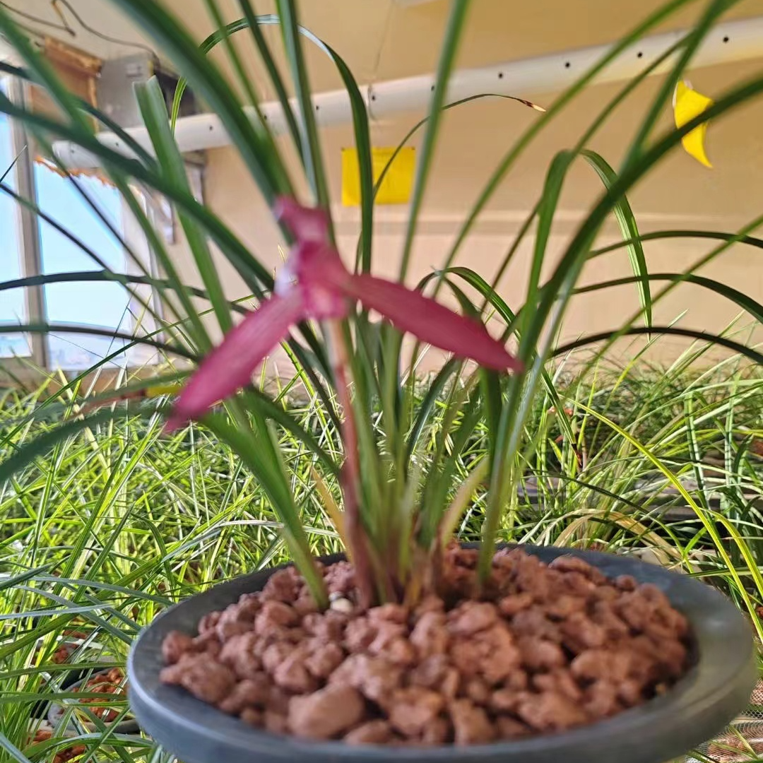 兰花付款装用链接，下单请咨询客服，私自下单不发货