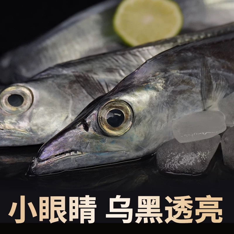 （阿甘专属）福建精品钓带小眼鹰嘴东海带鱼