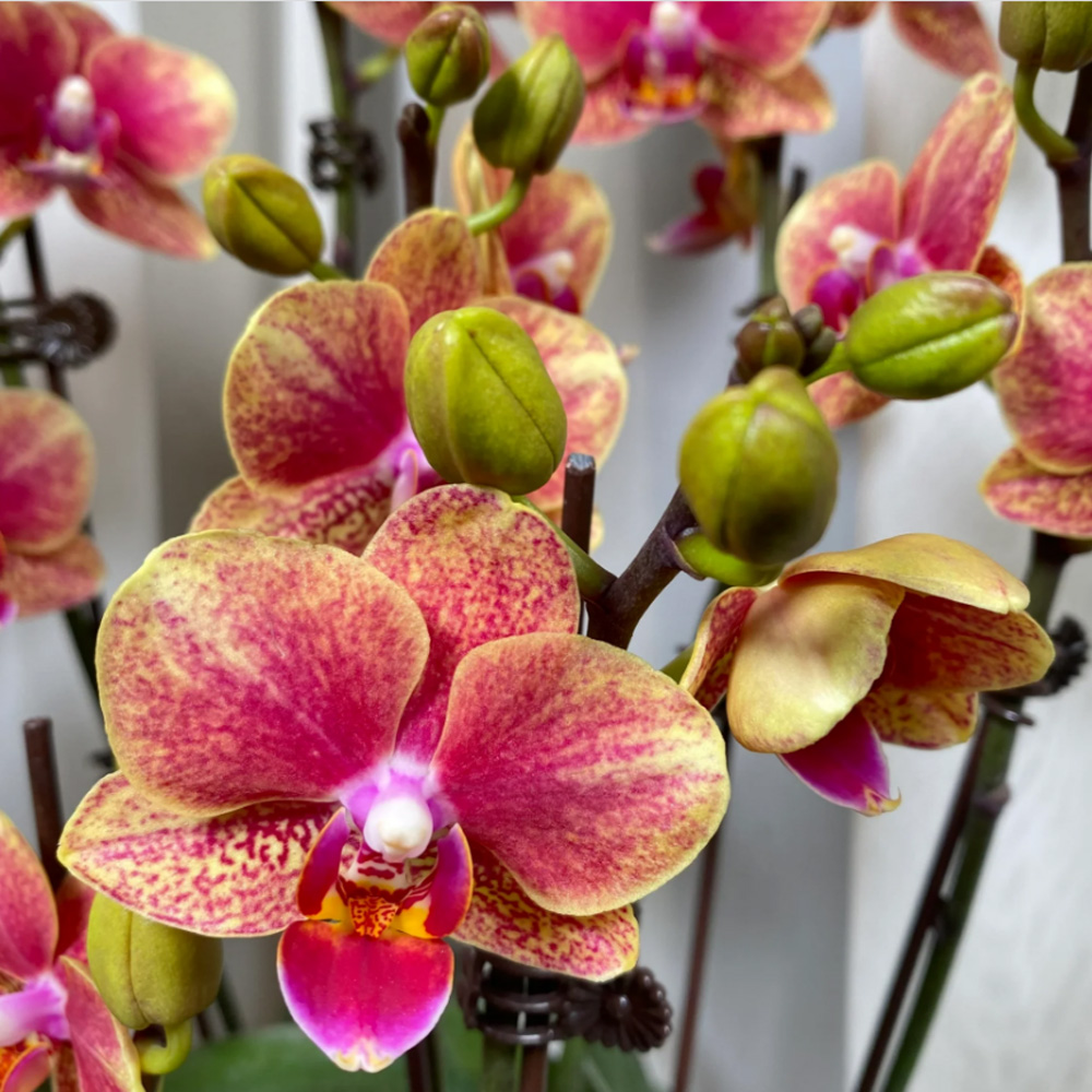 蝴蝶兰【金蝶】主播的白月光 昆明源头基地直发