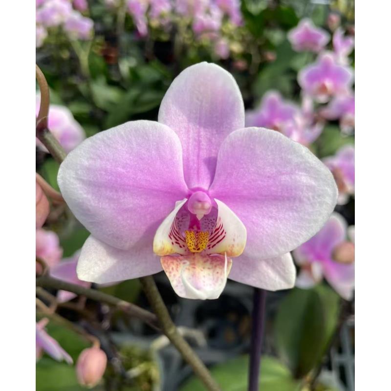 蝴蝶兰[万人迷]  昆明基地发货