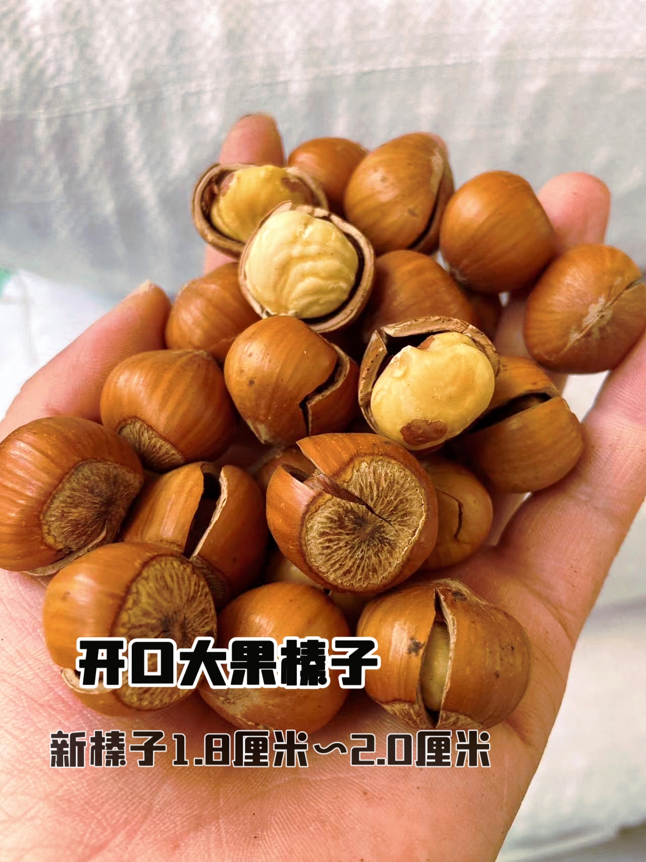 新炒大果开口榛子（熟）2斤/3斤/5斤东北大榛子