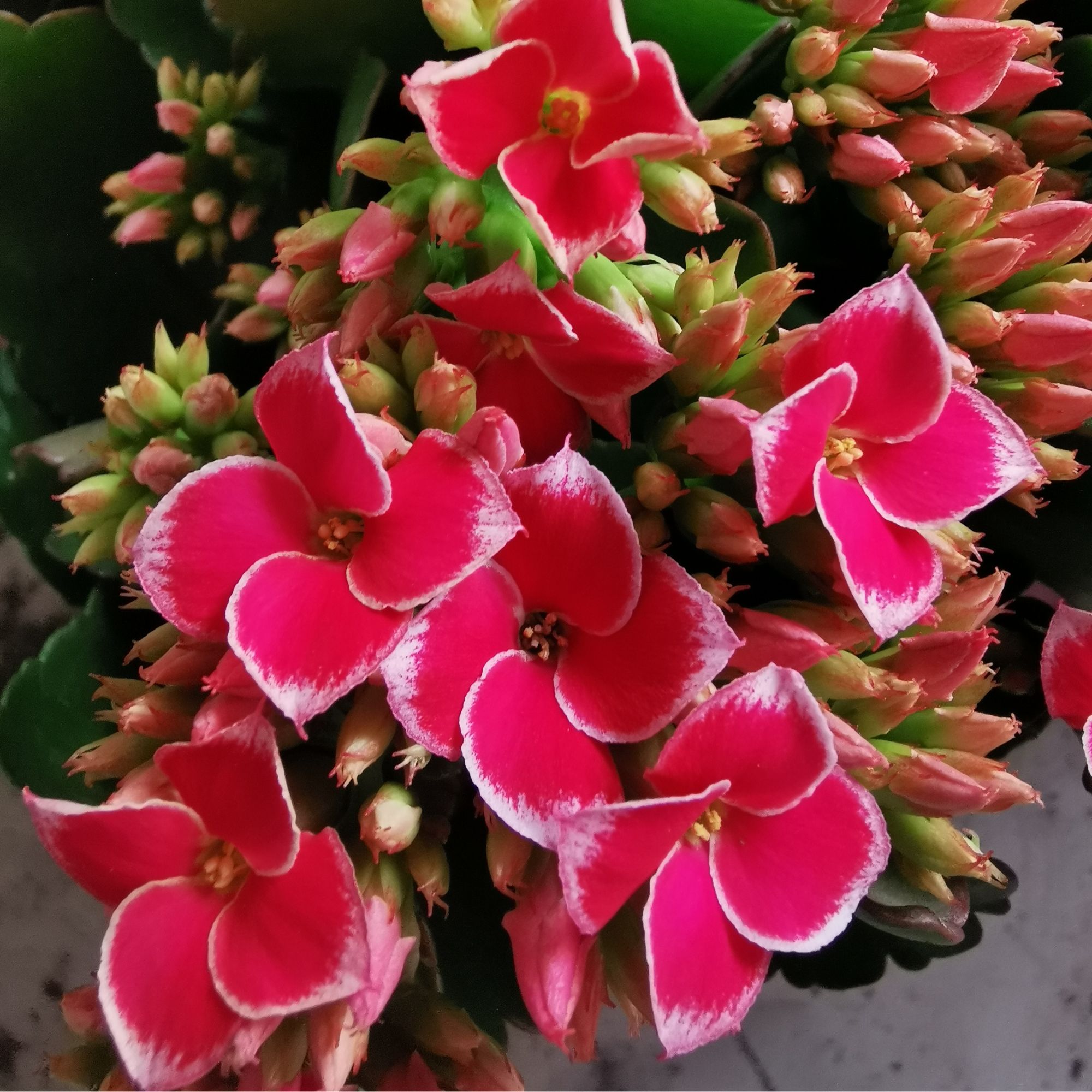 （刚打花苞）粉岩丁140#盆一盆三棵原盆原土发货