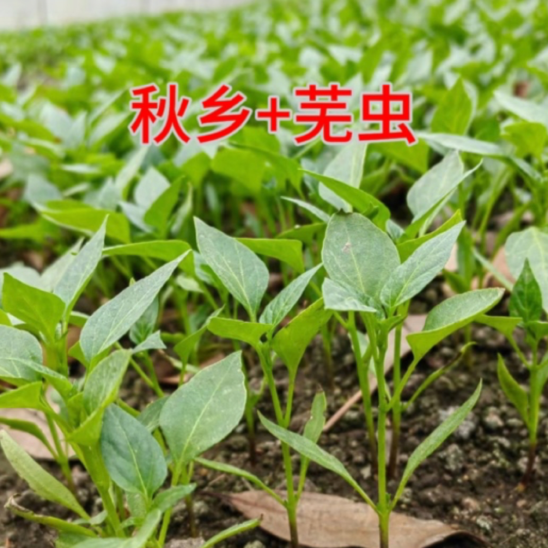 秋乡+芜虫（辣椒移栽前封闭专用）