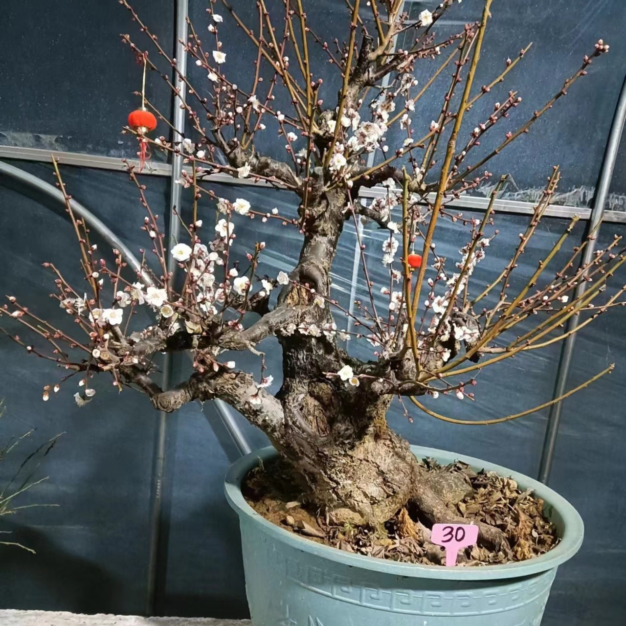 雪梅老桩盆景，百年古梅