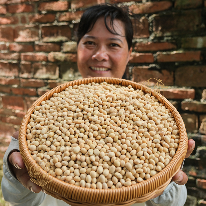 [农家老品种丑黄豆] 粤北农家晾晒食用农产品散装打豆浆五谷杂粮