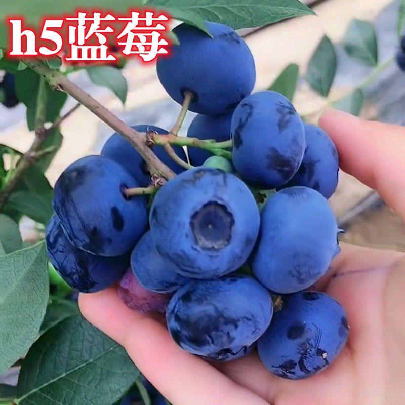 蓝莓苗新品种h5蓝莓果树果苗南方北方种植地栽盆栽正宗蓝莓树苗