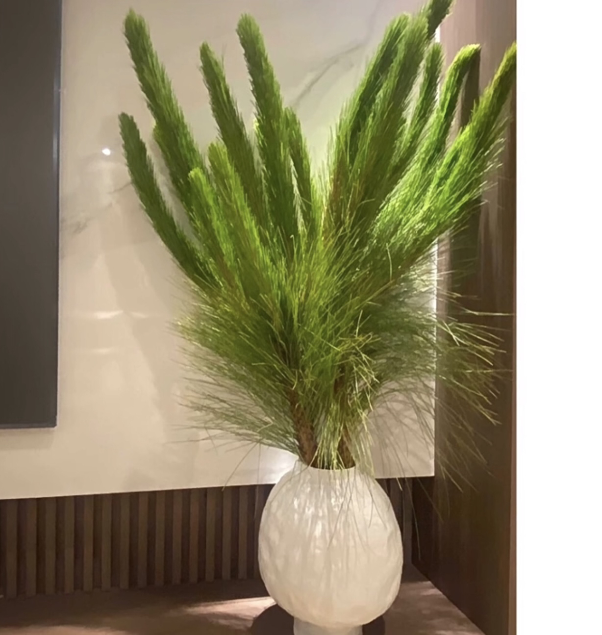 狐尾松鲜花——散发花卉香味耐养山野趣花材狐尾天门冬客厅狗尾巴草