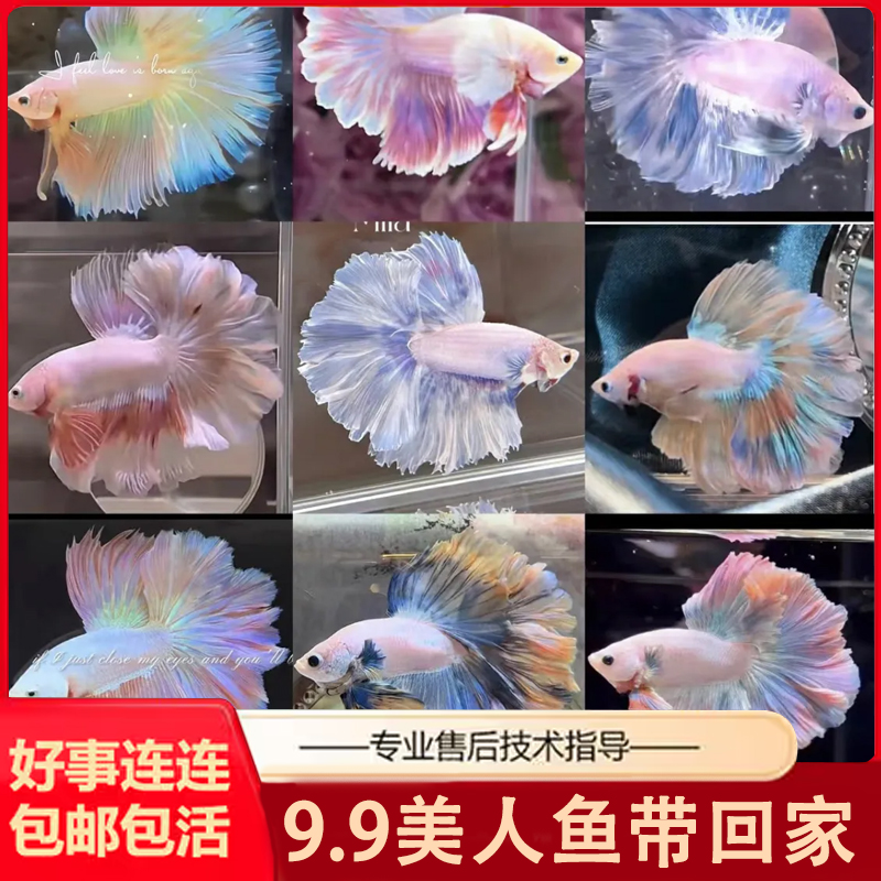 赛级泰国斗鱼超大婚纱尾纯白半月公观赏鱼热带鱼桌面宠物好养耐活