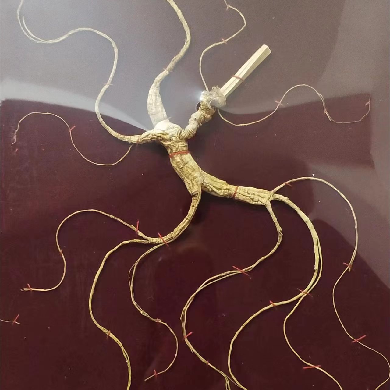 私人定制款精品【礼盒高度约45厘米】高龄林下人参山参礼盒送礼泡酒