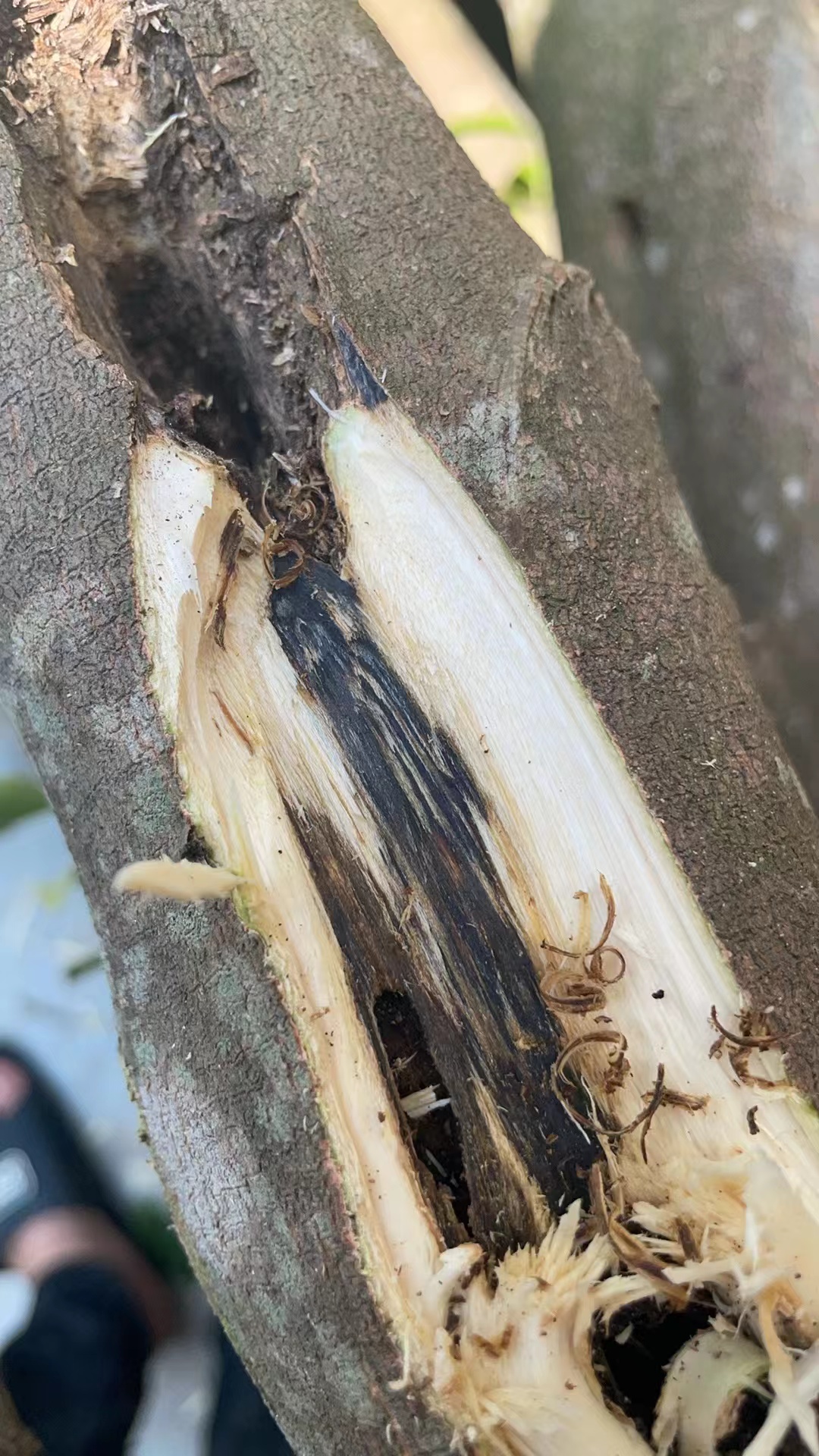 奇楠沉香原木，熏香